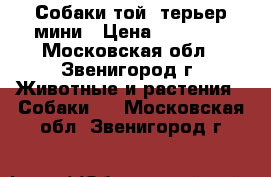 Собаки той- терьер мини › Цена ­ 30 000 - Московская обл., Звенигород г. Животные и растения » Собаки   . Московская обл.,Звенигород г.